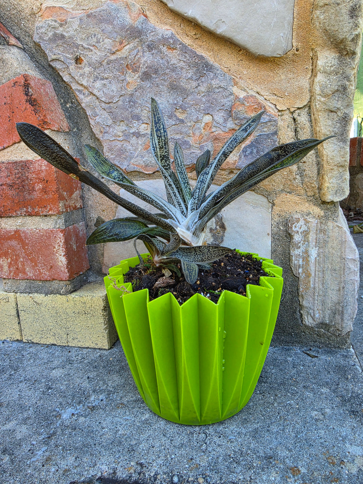 Houseplants