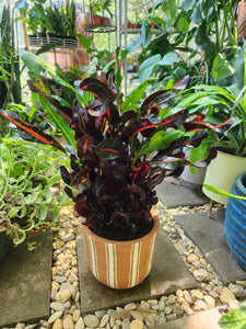 Houseplants