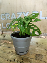 Houseplants