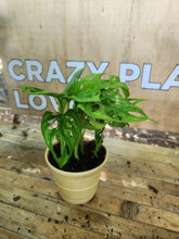 Houseplants