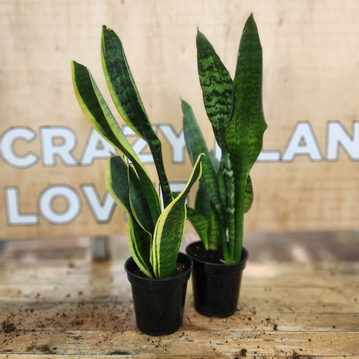 Grow pots