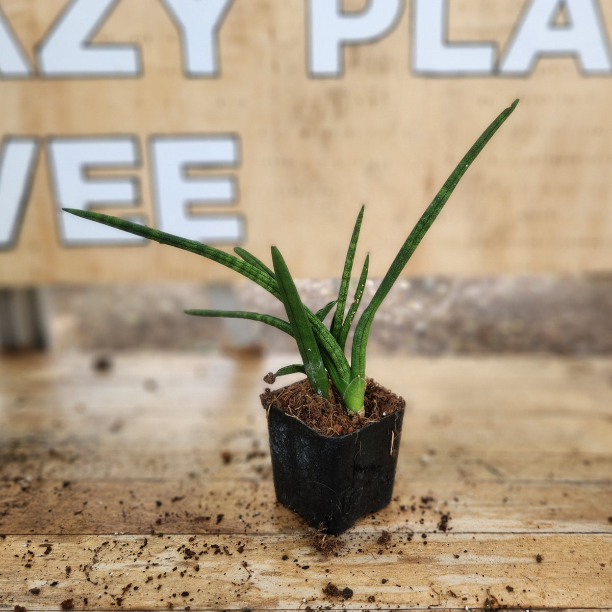 Grow pots