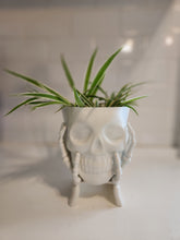 Houseplants