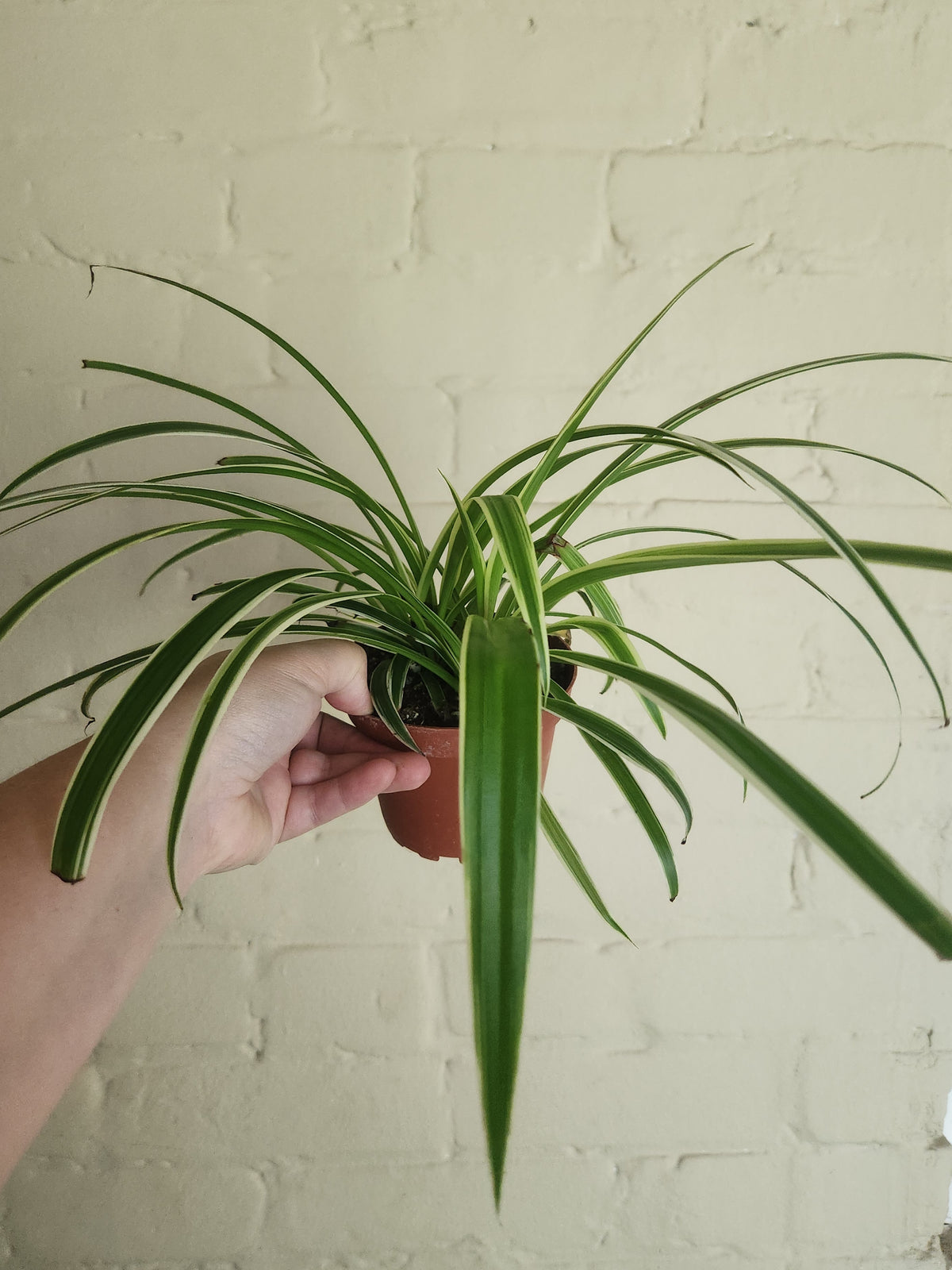 Grow pots