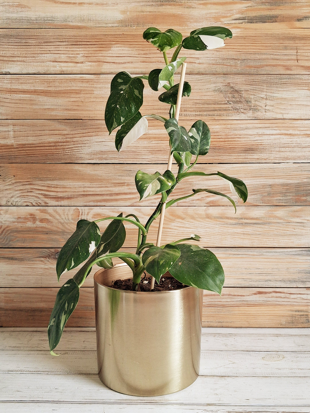 Houseplants