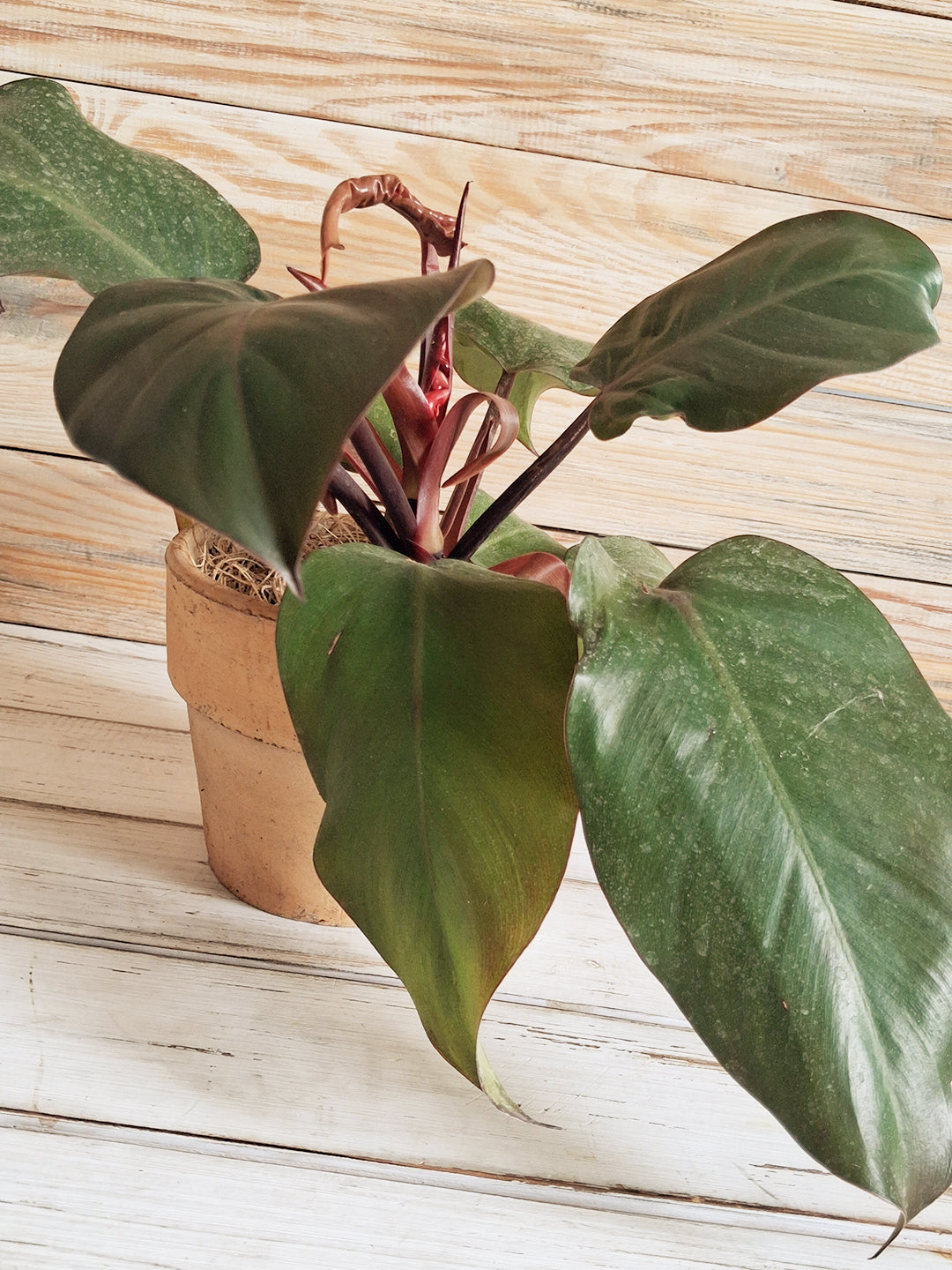 Houseplants