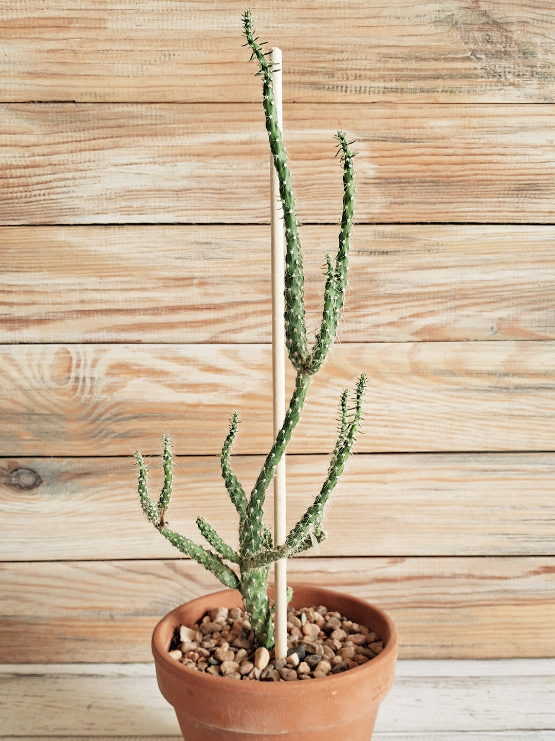 Succulents, Cacti and air plants