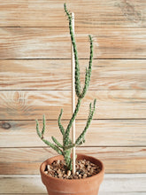 Succulents, Cacti and air plants