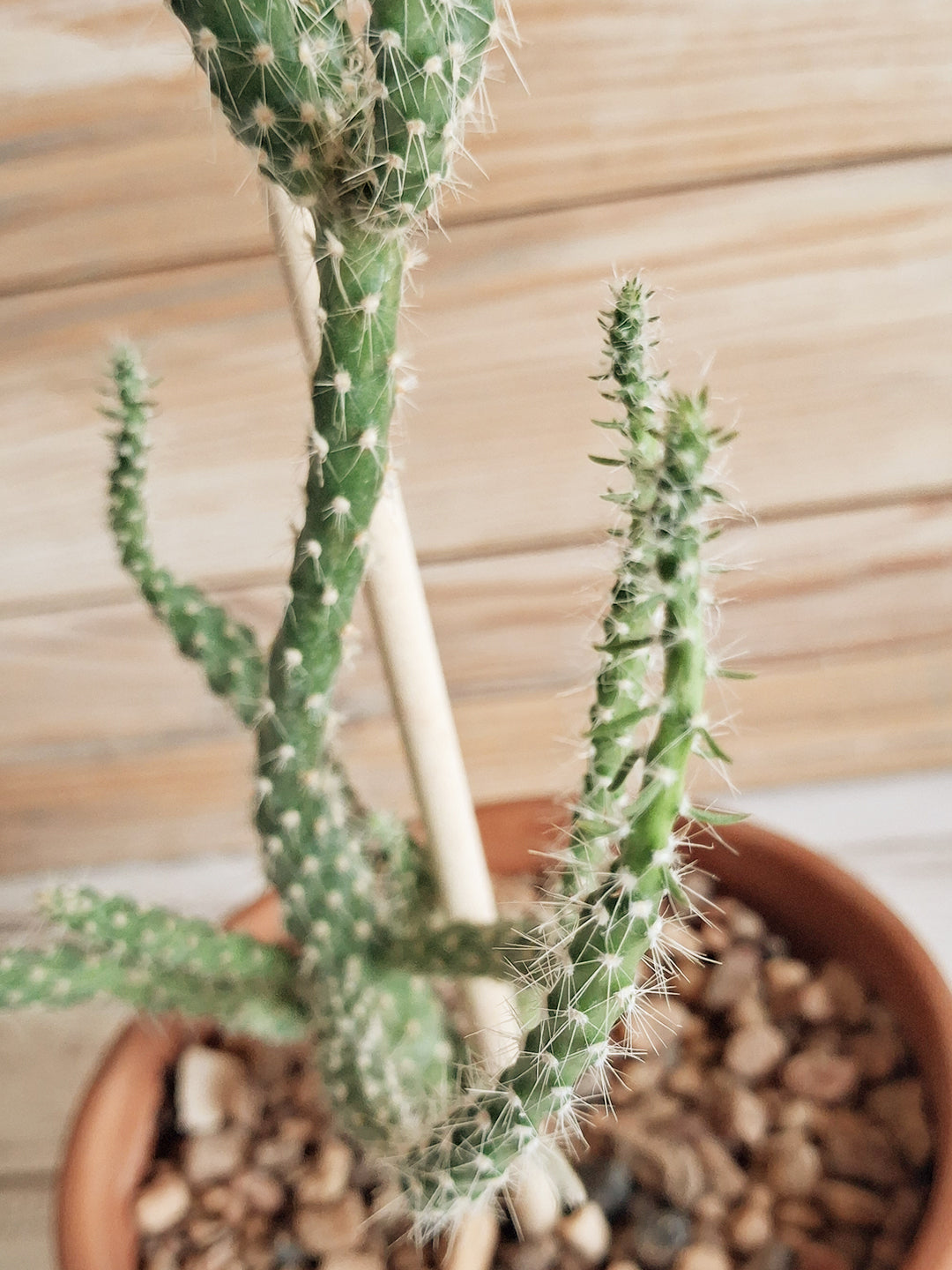 Succulents, Cacti and air plants