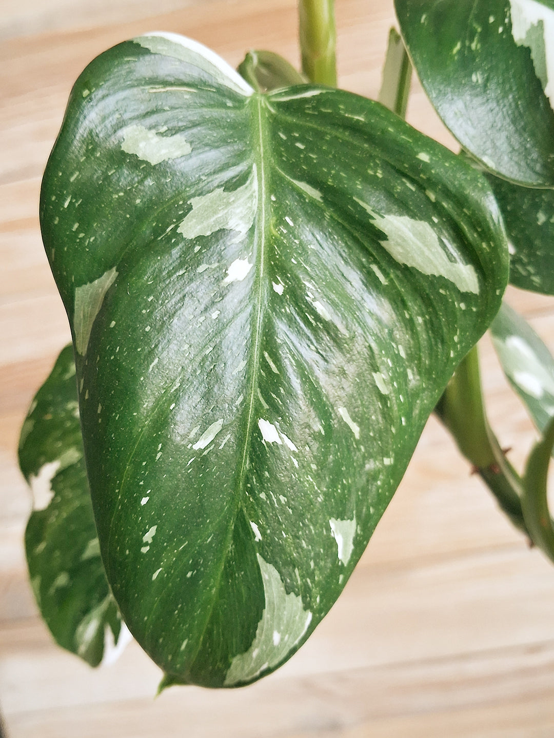 Houseplants