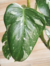 Houseplants