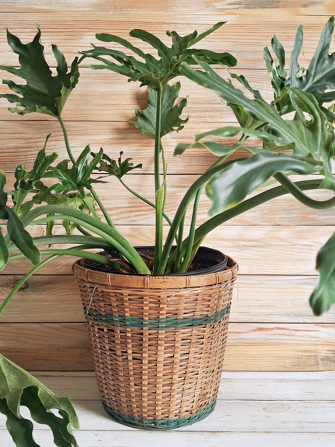 Houseplants
