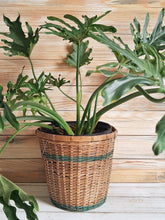 Houseplants
