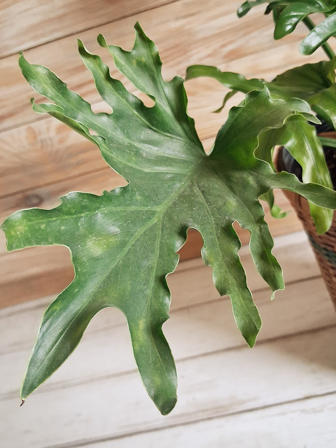 Houseplants
