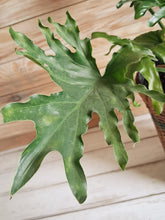 Houseplants