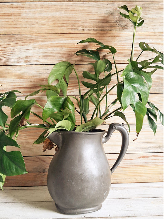 Houseplants