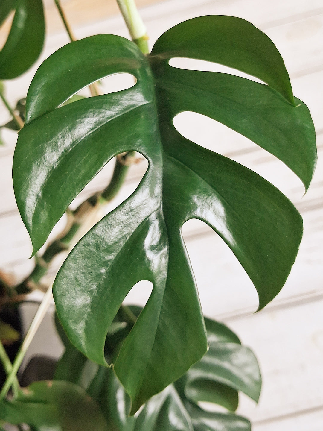 Houseplants
