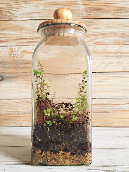 Terrariums
