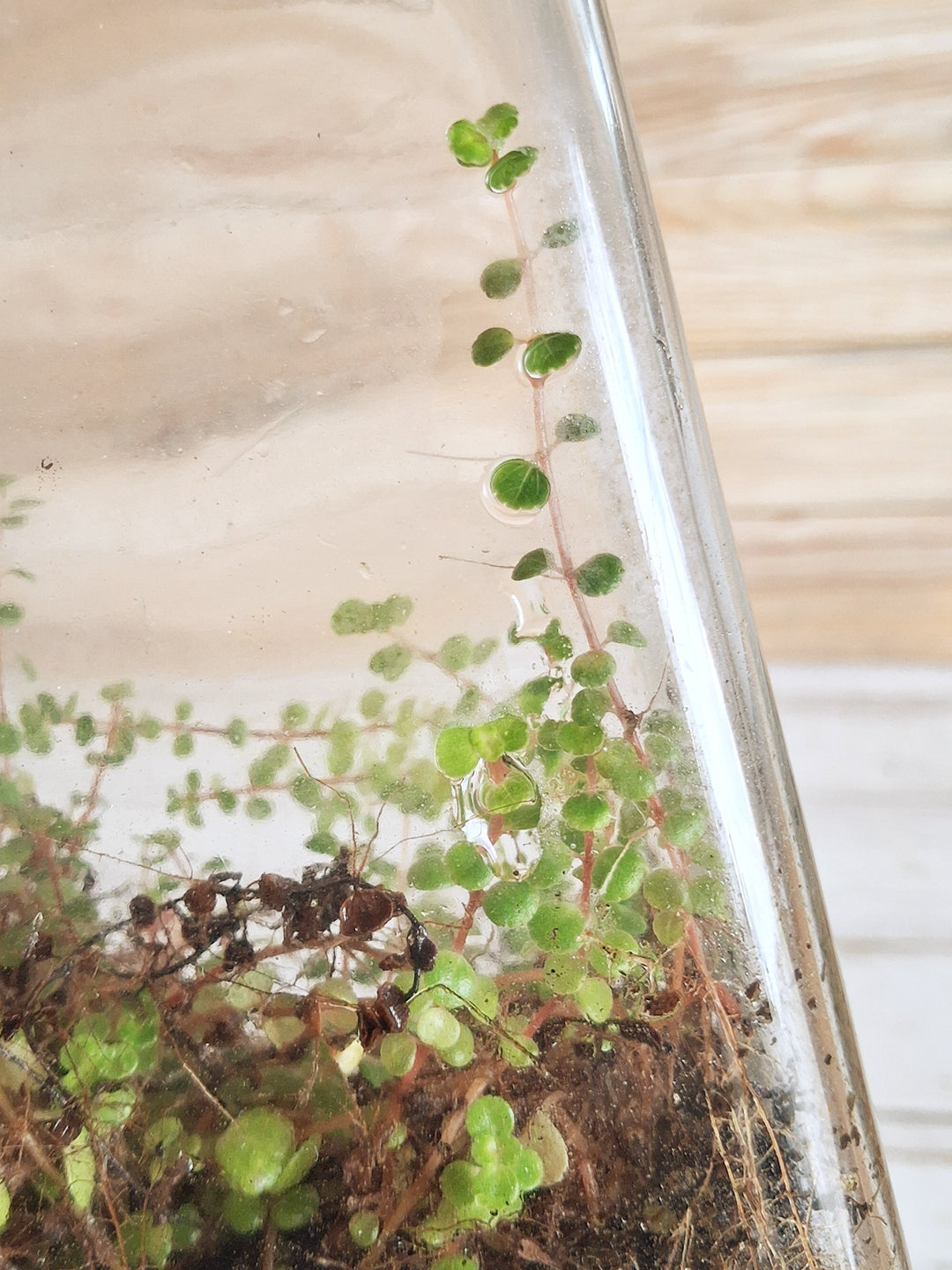 Terrariums