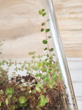 Terrariums