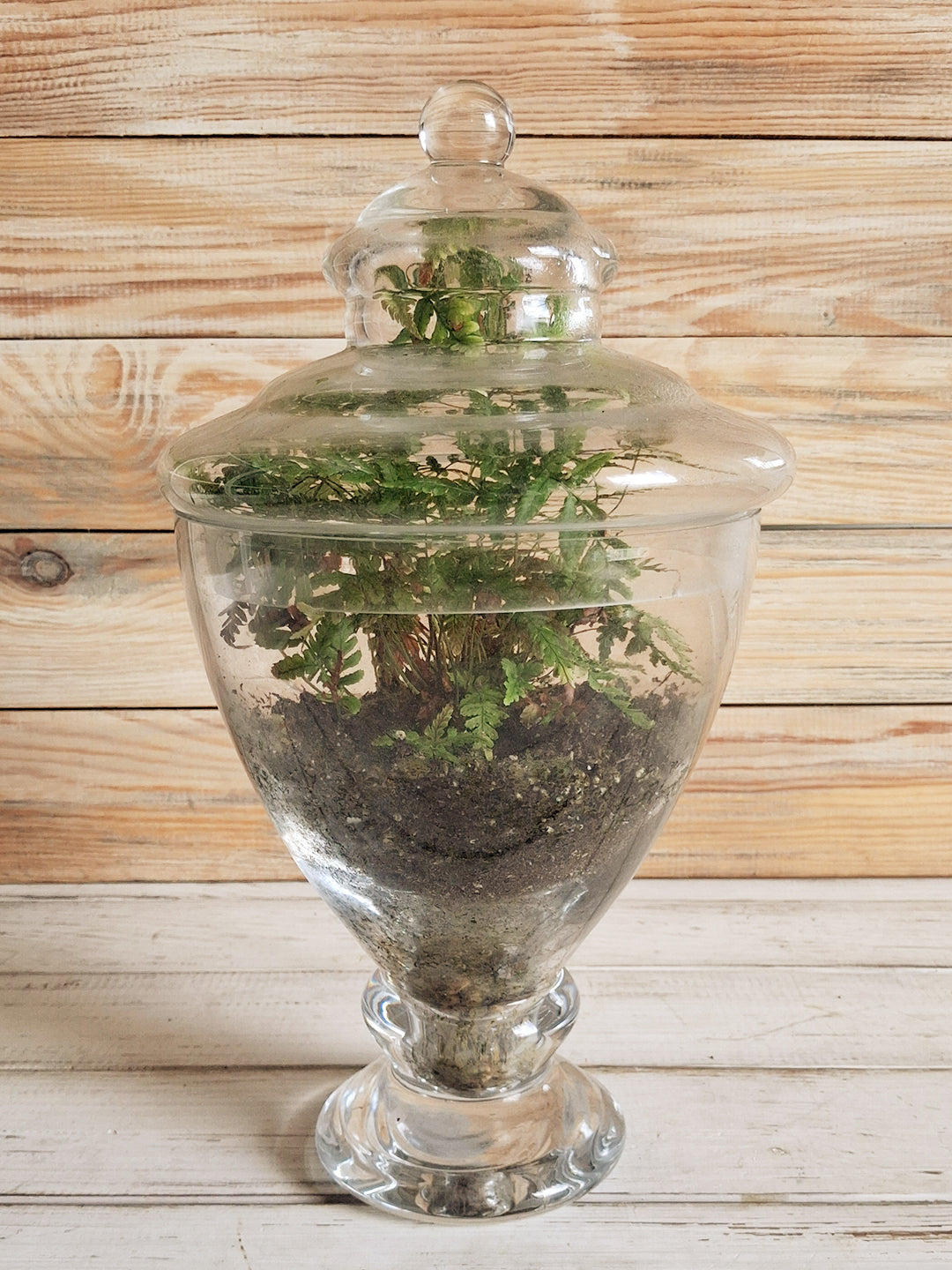 Terrariums