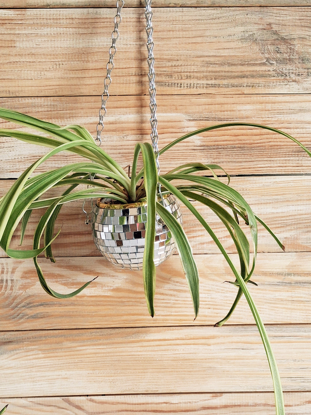 Houseplants
