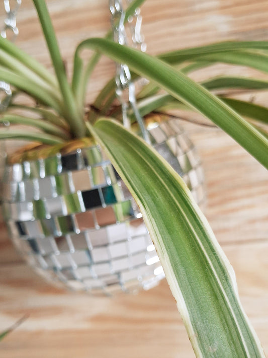 Houseplants