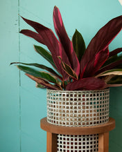Houseplants