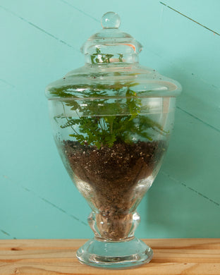 Terrariums