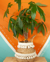 Houseplants