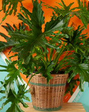 Houseplants