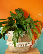 Houseplants