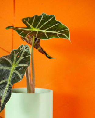 Houseplants