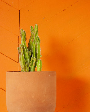 Succulents, Cacti and air plants