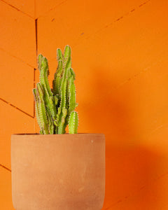 Succulents, Cacti and air plants
