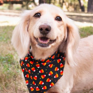 Bandana- Candy Corns