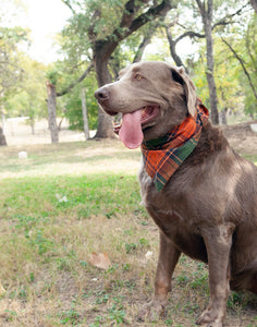 Bandana- Autumn Plaid