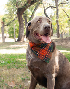 Bandana- Autumn Plaid