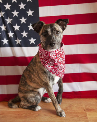 Bandana- Red, White, & Bandana