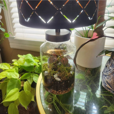 Terrariums
