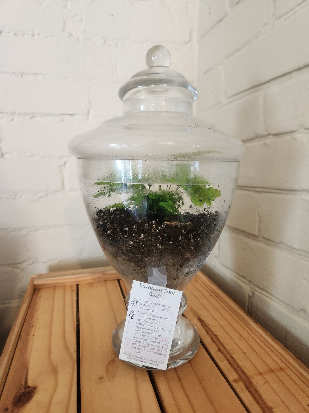Terrariums