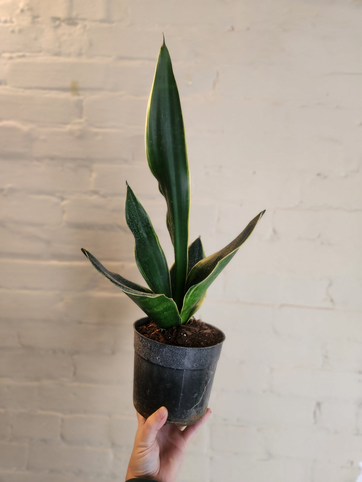 Grow pots