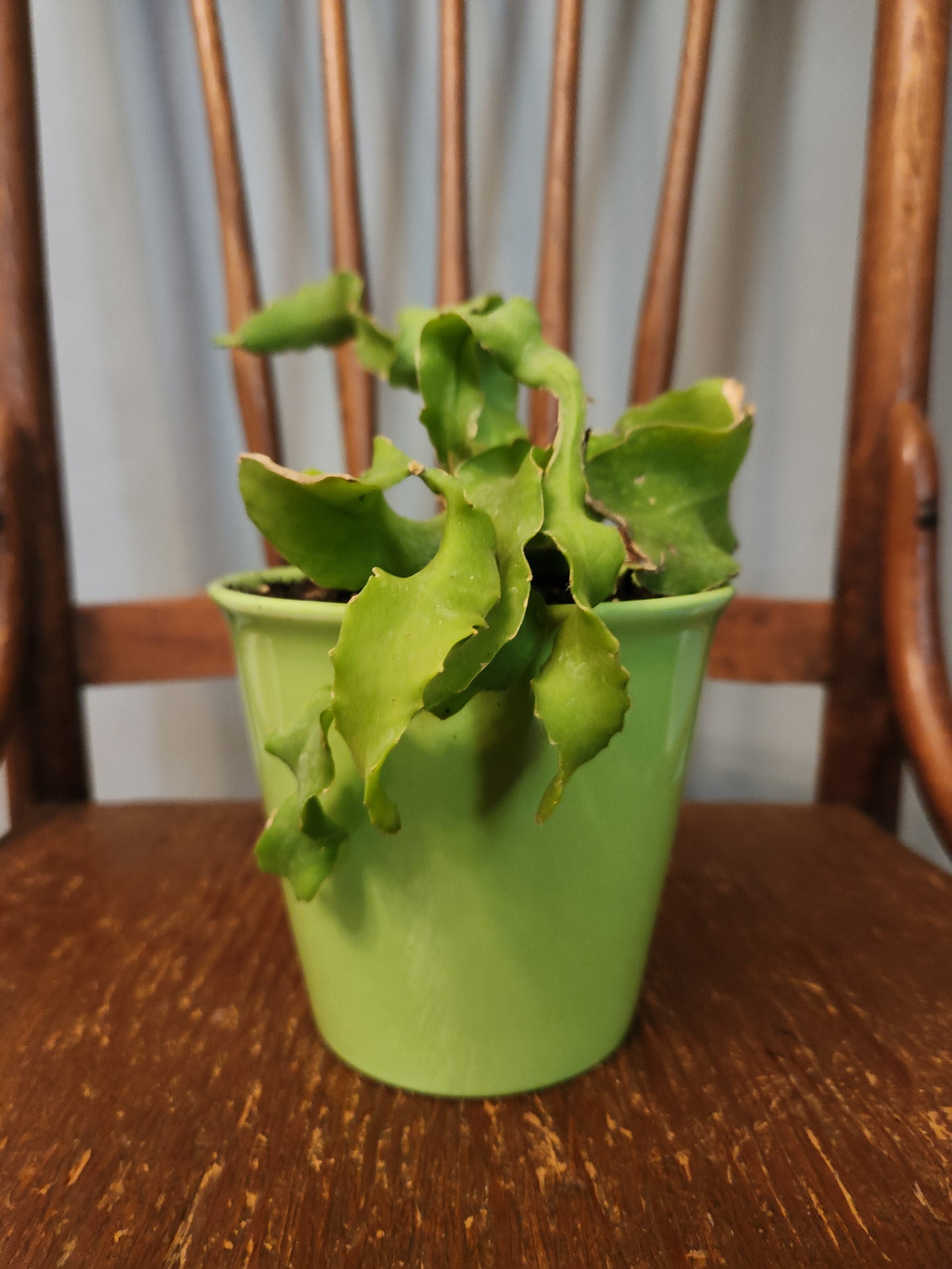 Succulents, Cacti and air plants