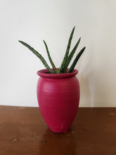 Succulents, Cacti and air plants