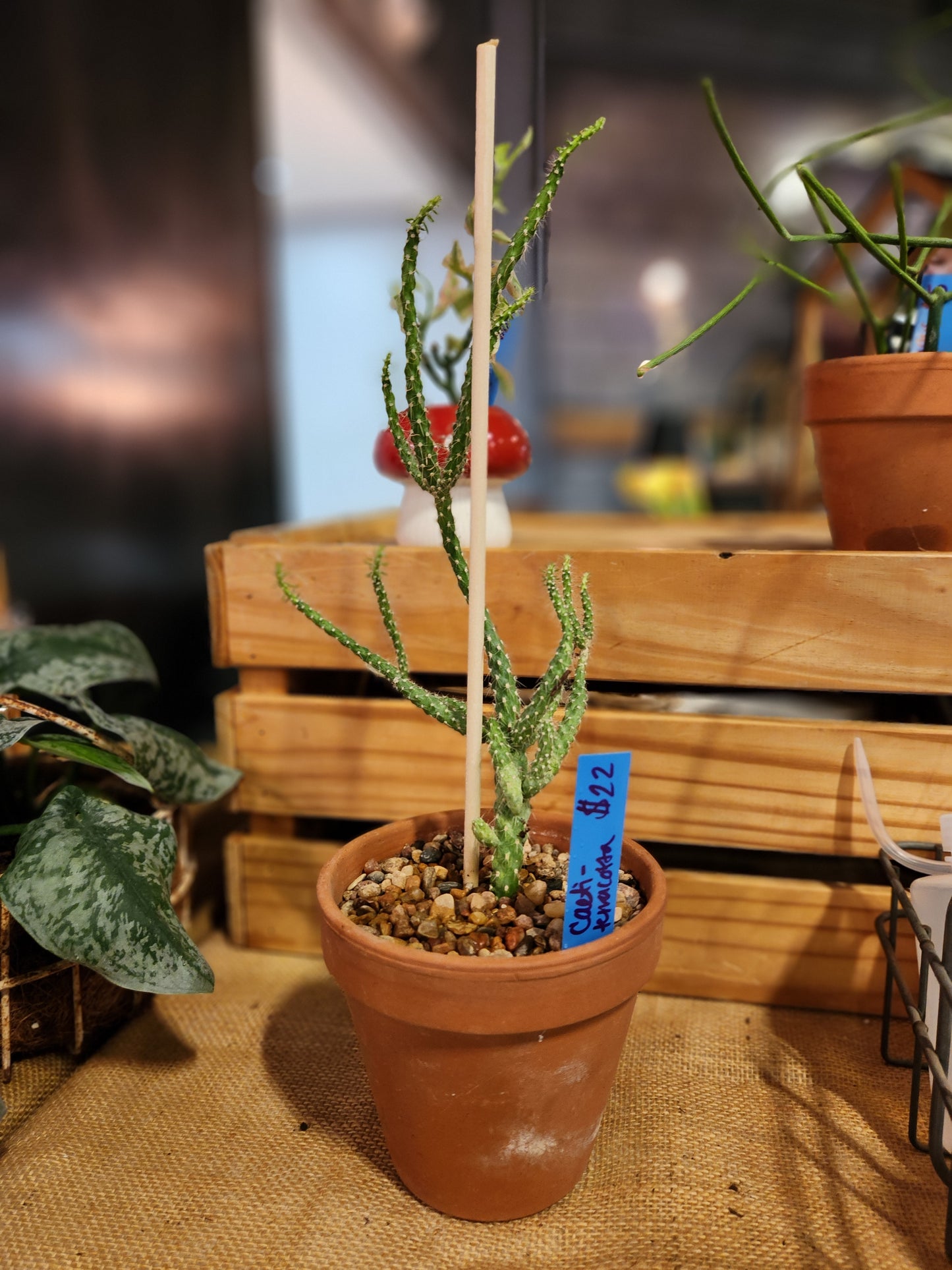 Succulents, Cacti and air plants