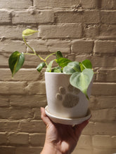 Houseplants