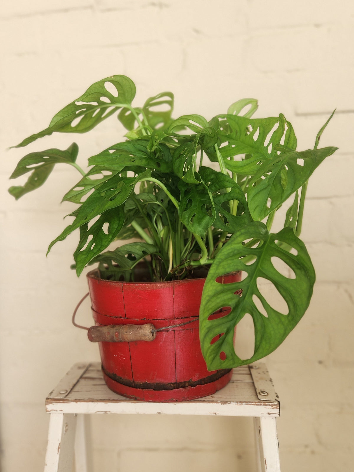 Houseplants