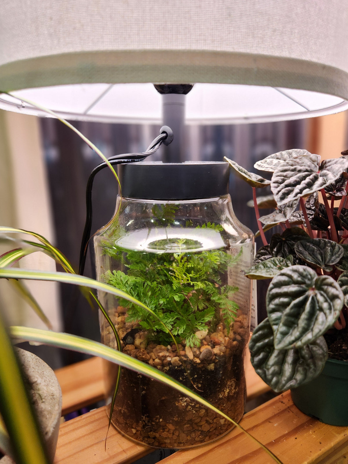 Terrariums