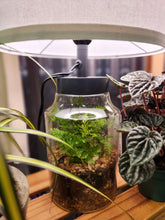 Terrariums