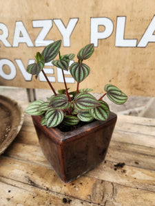 Houseplants